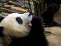 2014-08-01 07-41-50 Panda-Aufzuchtstation in Chengdu