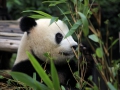 2014-08-01 08-03-27 Panda-Aufzuchtstation in Chengdu