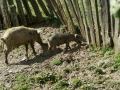 Freilaufende Schweine in Tsvirmi